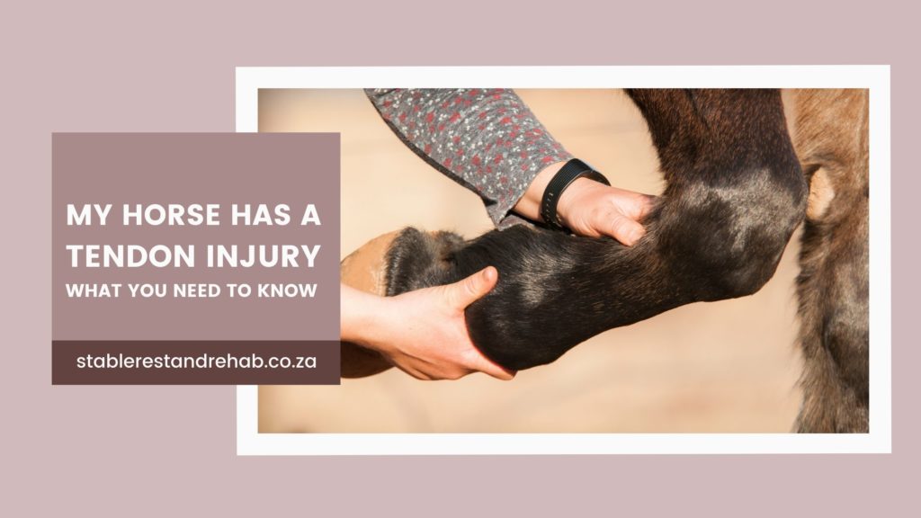 horse tendon injury