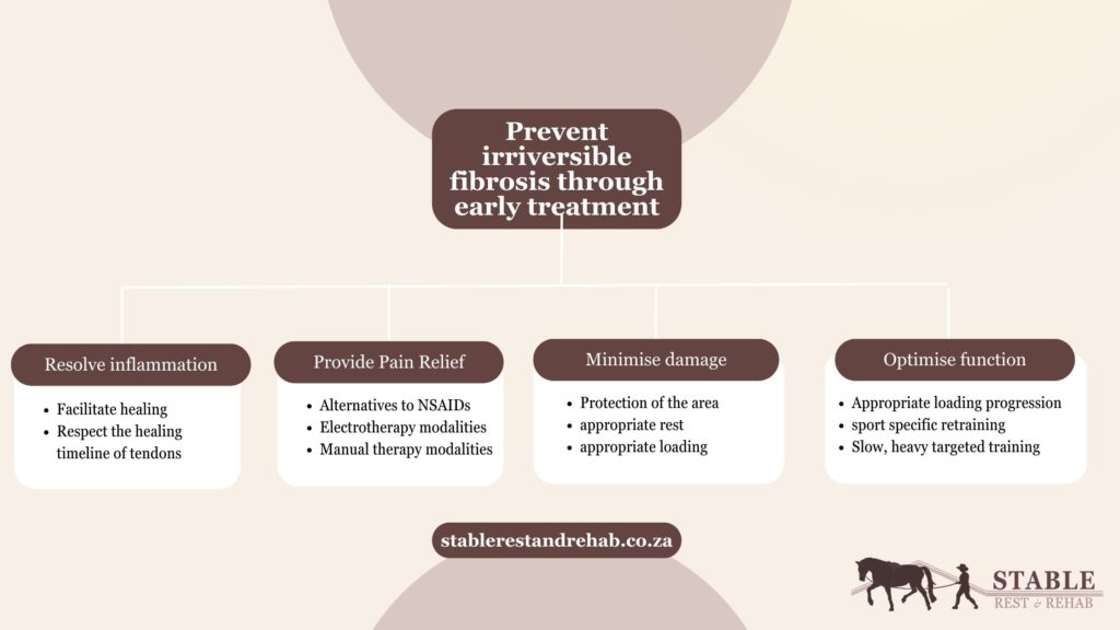 early tendon rehabilitation 